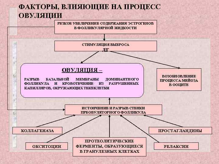 ФАКТОРЫ, ВЛИЯЮЩИЕ НА ПРОЦЕСС ОВУЛЯЦИИ РЕЗКОЕ УВЕЛИЧЕНИЕ СОДЕРЖАНИЯ ЭСТРОГЕНОВ В ФОЛЛИКУЛЯРНОЙ ЖИДКОСТИ СТИМУЛЯЦИЯ ВЫБРОСА