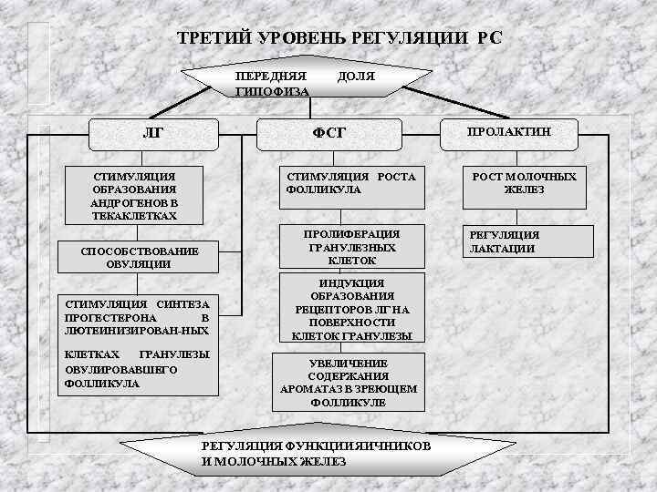 ТРЕТИЙ УРОВЕНЬ РЕГУЛЯЦИИ РС ПЕРЕДНЯЯ ГИПОФИЗА ЛГ ДОЛЯ ФСГ СТИМУЛЯЦИЯ ОБРАЗОВАНИЯ АНДРОГЕНОВ В ТЕКАКЛЕТКАХ