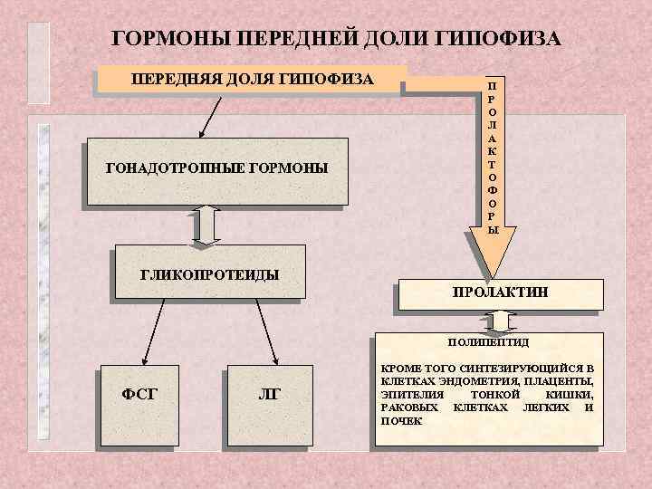 ГОРМОНЫ ПЕРЕДНЕЙ ДОЛИ ГИПОФИЗА ПЕРЕДНЯЯ ДОЛЯ ГИПОФИЗА ГОНАДОТРОПНЫЕ ГОРМОНЫ П Р О Л А