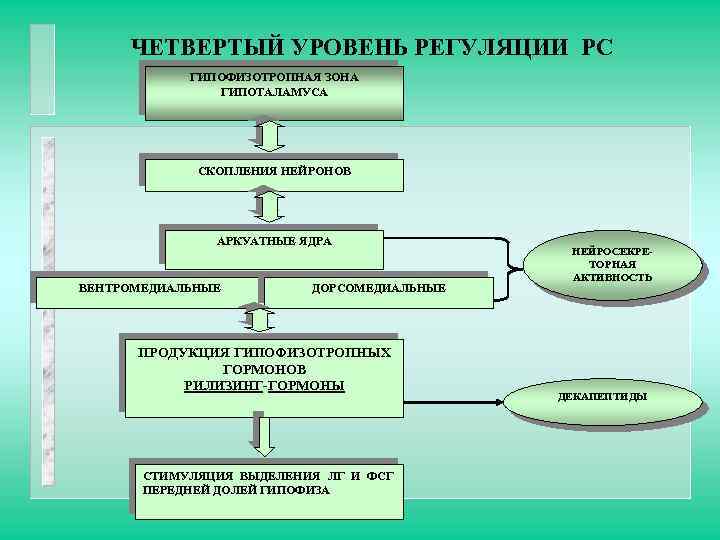 ЧЕТВЕРТЫЙ УРОВЕНЬ РЕГУЛЯЦИИ РС ГИПОФИЗОТРОПНАЯ ЗОНА ГИПОТАЛАМУСА СКОПЛЕНИЯ НЕЙРОНОВ АРКУАТНЫЕ ЯДРА ВЕНТРОМЕДИАЛЬНЫЕ ДОРСОМЕДИАЛЬНЫЕ ПРОДУКЦИЯ
