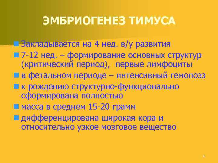 ЭМБРИОГЕНЕЗ ТИМУСА n Закладывается на 4 нед. в/у развития n 7 -12 нед. –