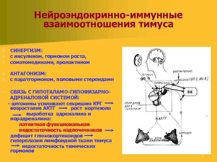 Нейроэндокринно-иммунные взаимоотношения тимуса n n n СИНЕРГИЗМ: с инсулином, гормоном роста, соматомединами, пролактином АНТАГОНИЗМ: