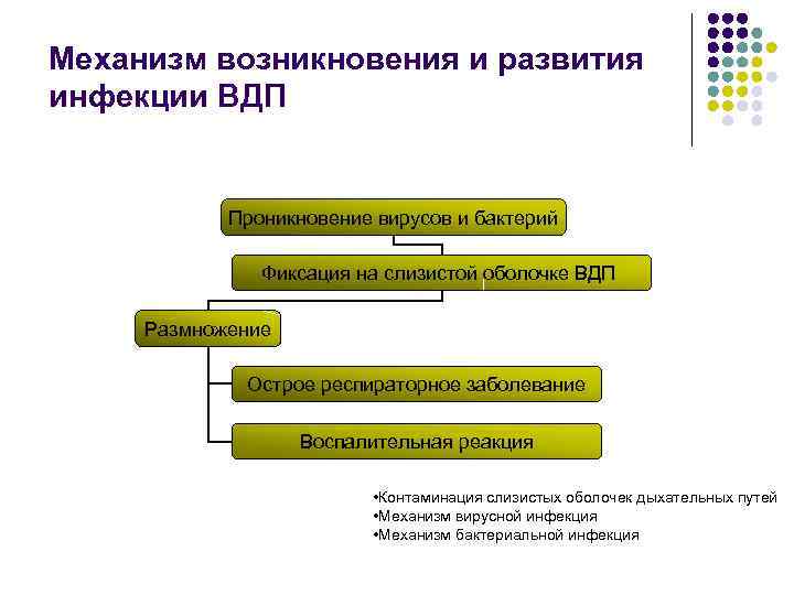 Схема семявыносящих путей