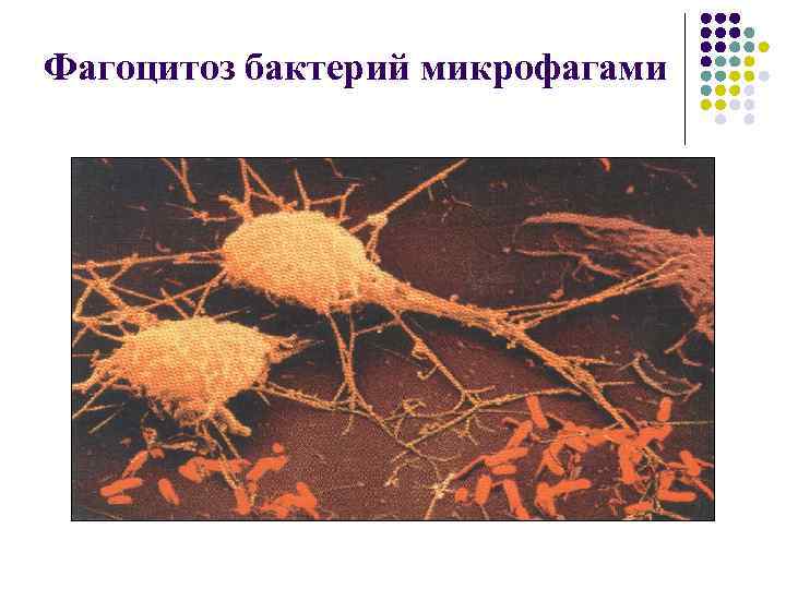 Фагоцитоз бактерий микрофагами 