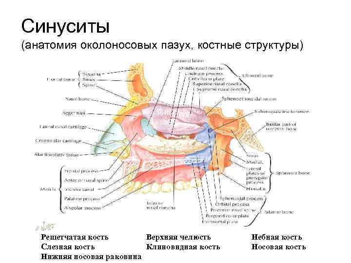 Острый синусит фото