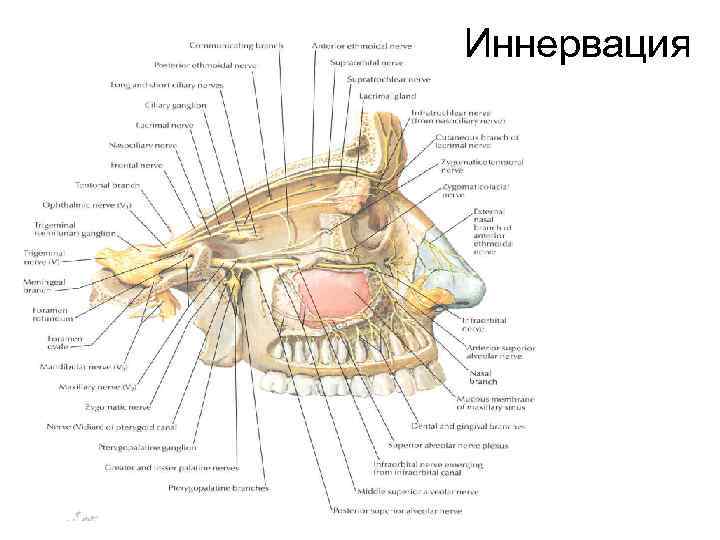 Иннервация 