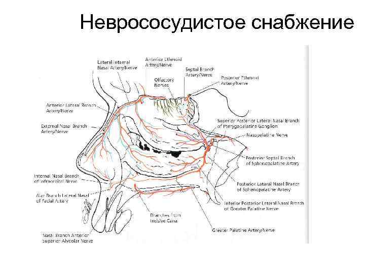Неврососудистое снабжение 