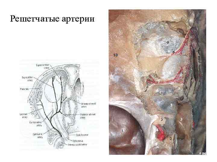 Решетчатые артерии 