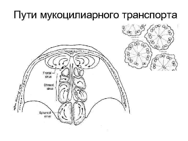 Пути мукоцилиарного транспорта 