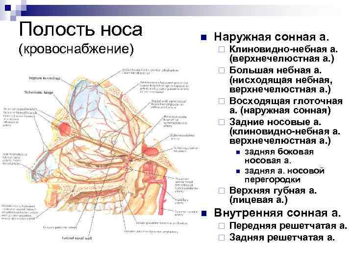 Кровоснабжение носа презентация