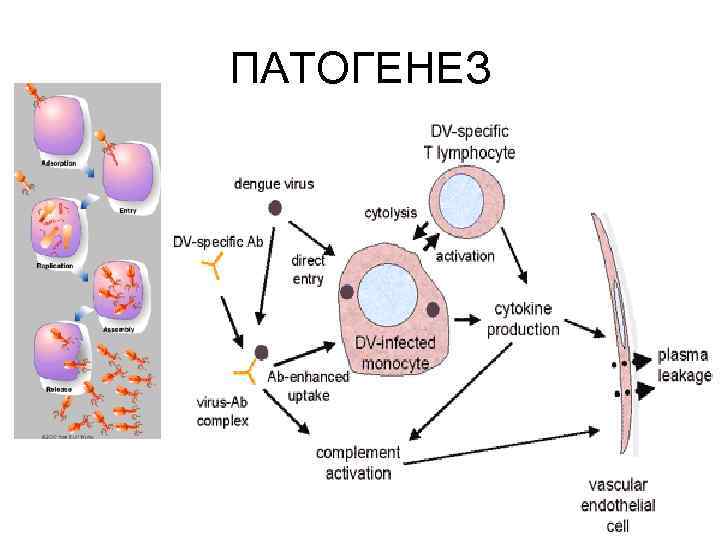 Схема патогенеза лихорадки