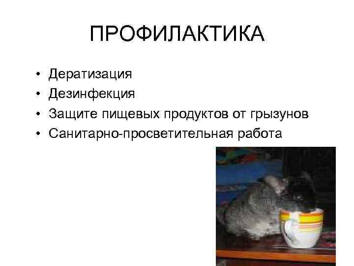 ПРОФИЛАКТИКА • • Дератизация Дезинфекция Защите пищевых продуктов от грызунов Санитарно-просветительная работа 