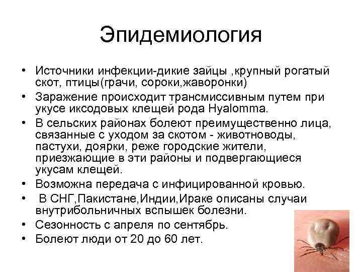 Эпидемиология • Источники инфекции-дикие зайцы , крупный рогатый скот, птицы(грачи, сороки, жаворонки) • Заражение