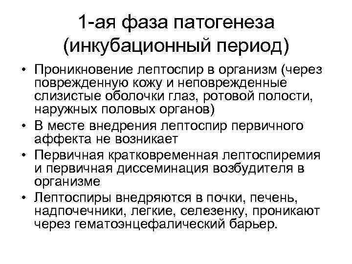 1 -ая фаза патогенеза (инкубационный период) • Проникновение лептоспир в организм (через поврежденную кожу