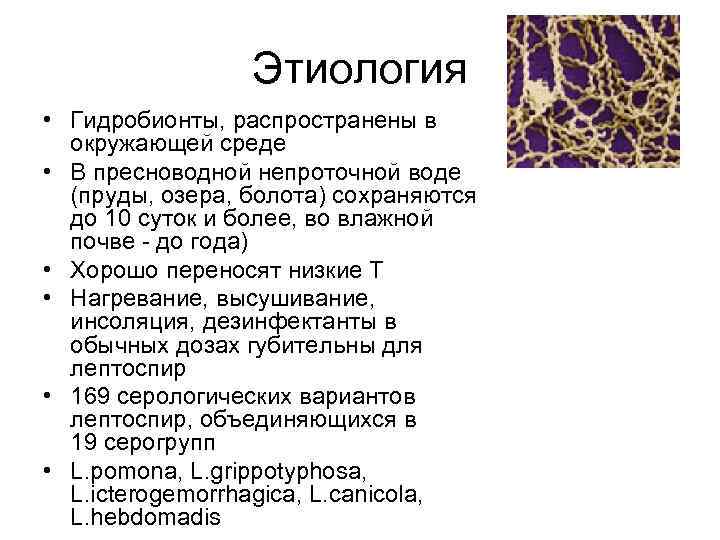 Этиология • Гидробионты, распространены в окружающей среде • В пресноводной непроточной воде (пруды, озера,