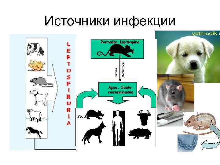 Источники инфекции 