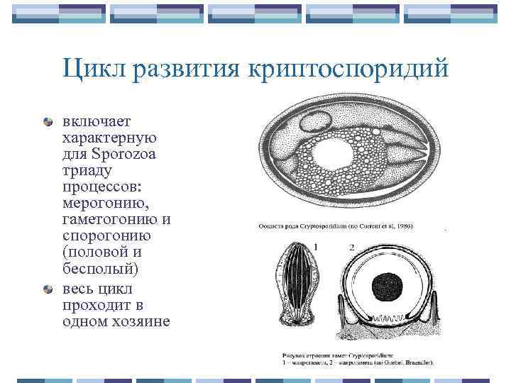 Цикл развития криптоспоридий включает характерную для Sporozoa триаду процессов: мерогонию, гаметогонию и спорогонию (половой