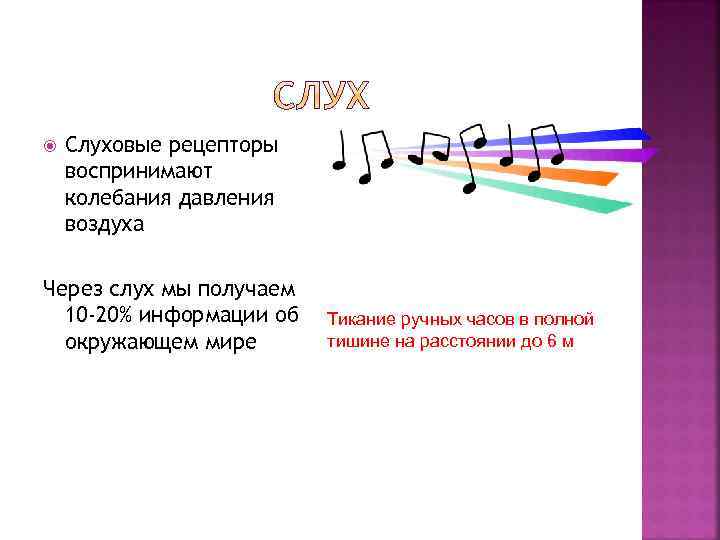  Слуховые рецепторы воспринимают колебания давления воздуха Через слух мы получаем 10 -20% информации