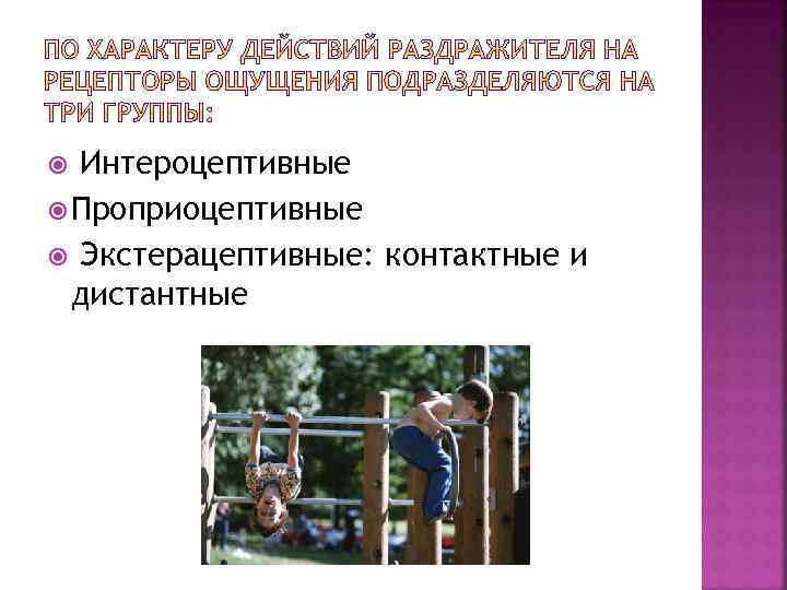 Интероцептивные Проприоцептивные Экстерацептивные: контактные и дистантные 