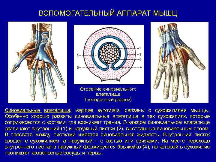 ВСПОМОГАТЕЛЬНЫЙ АППАРАТ МЫШЦ Строение синовиального влагалища (поперечный разрез) Синовиальные влагалища, vaginae synovialis, связаны с