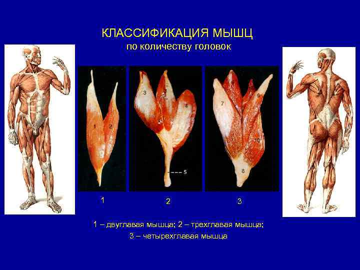 КЛАССИФИКАЦИЯ МЫШЦ по количеству головок 1 2 3 1 – двуглавая мышца; 2 –