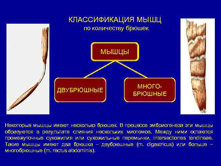 КЛАССИФИКАЦИЯ МЫШЦ по количеству брюшек МЫШЦЫ ДВУБРЮШНЫЕ МНОГОБРЮШНЫЕ Некоторые мышцы имеют несколько брюшек. В