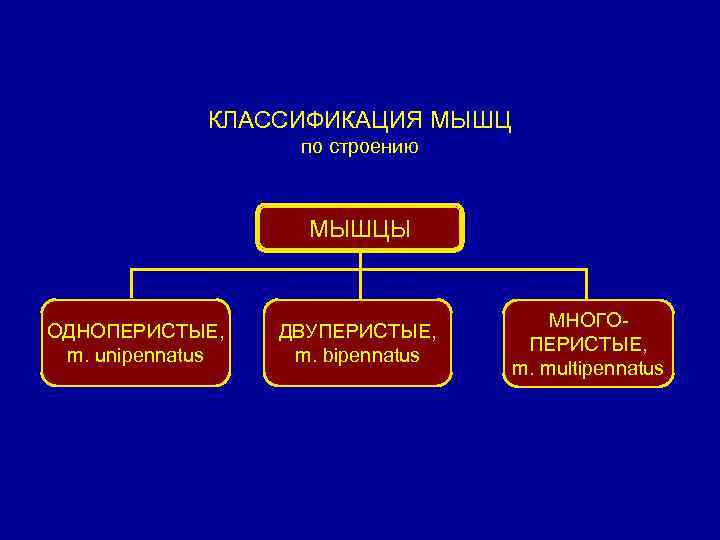 КЛАССИФИКАЦИЯ МЫШЦ по строению МЫШЦЫ ОДНОПЕРИСТЫЕ, m. unipennatus ДВУПЕРИСТЫЕ, m. bipennatus МНОГОПЕРИСТЫЕ, m. multipennatus