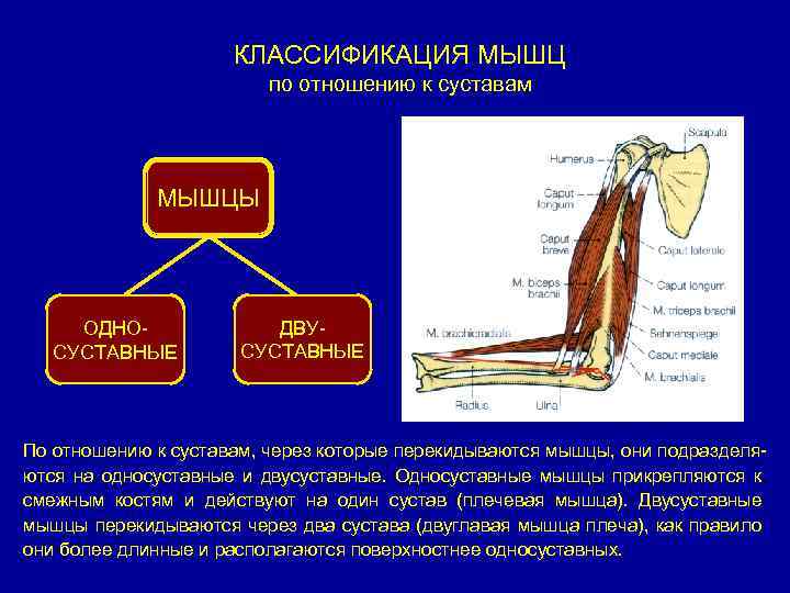 КЛАССИФИКАЦИЯ МЫШЦ по отношению к суставам МЫШЦЫ ОДНОСУСТАВНЫЕ ДВУСУСТАВНЫЕ По отношению к суставам, через