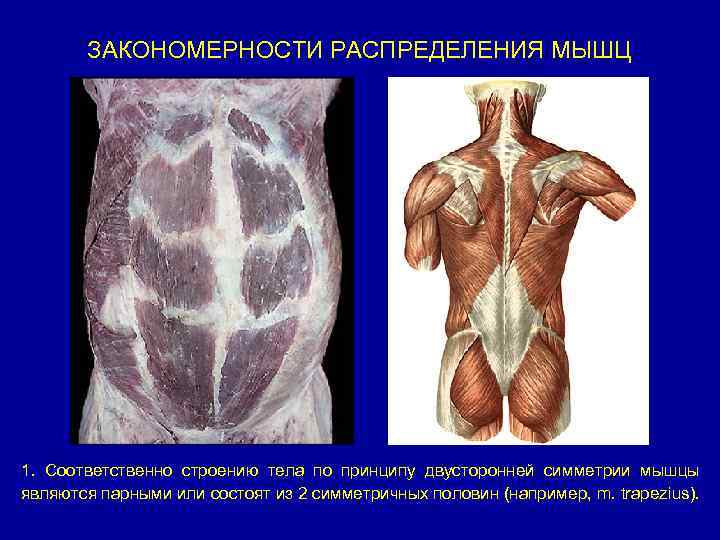 ЗАКОНОМЕРНОСТИ РАСПРЕДЕЛЕНИЯ МЫШЦ 1. Соответственно строению тела по принципу двусторонней симметрии мышцы являются парными