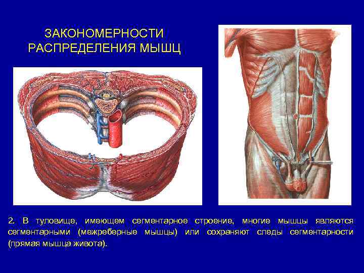 ЗАКОНОМЕРНОСТИ РАСПРЕДЕЛЕНИЯ МЫШЦ 2. В туловище, имеющем сегментарное строение, многие мышцы являются сегментарными (межреберные