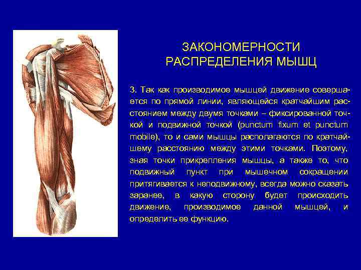 ЗАКОНОМЕРНОСТИ РАСПРЕДЕЛЕНИЯ МЫШЦ 3. Так как производимое мышцей движение совершается по прямой линии, являющейся