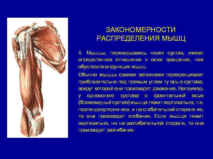 ЗАКОНОМЕРНОСТИ РАСПРЕДЕЛЕНИЯ МЫШЦ 4. Мышцы, перекидываясь через сустав, имеют определенное отношение к осям вращения,