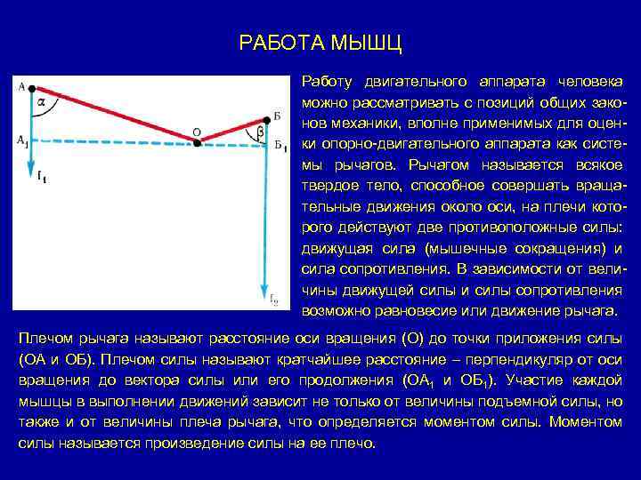 РАБОТА МЫШЦ Работу двигательного аппарата человека можно рассматривать с позиций общих законов механики, вполне
