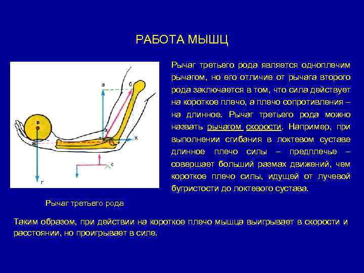 РАБОТА МЫШЦ Рычаг третьего рода является одноплечим рычагом, но его отличие от рычага второго