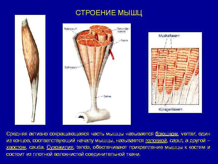 СТРОЕНИЕ МЫШЦ Средняя активно сокращающаяся часть мышцы называется брюшком, venter, один из концов, соответствующий
