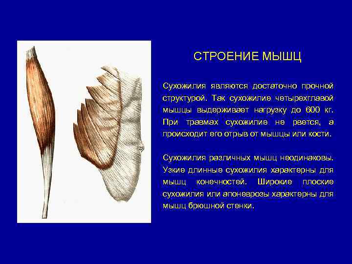 СТРОЕНИЕ МЫШЦ Сухожилия являются достаточно прочной структурой. Так сухожилие четырехглавой мышцы выдерживает нагрузку до