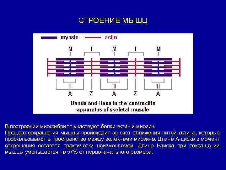 Обозначьте на диаграмме а актин и миозин