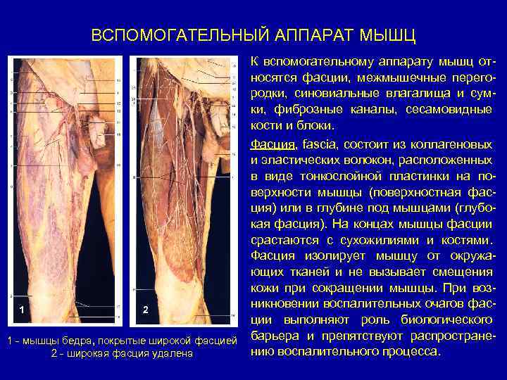 ВСПОМОГАТЕЛЬНЫЙ АППАРАТ МЫШЦ К вспомогательному аппарату мышц относятся фасции, межмышечные перегородки, синовиальные влагалища и