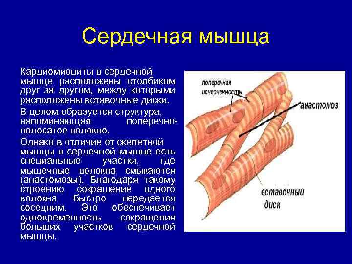 Сердечная мышца Кардиомиоциты в сердечной мышце расположены столбиком друг за другом, между которыми расположены