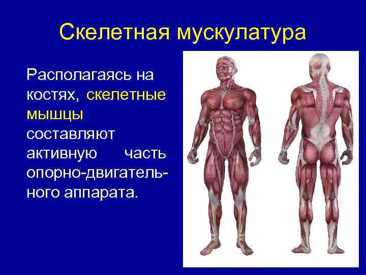 Скелетная мускулатура Располагаясь на костях, скелетные мышцы составляют активную часть опорно-двигательного аппарата. 