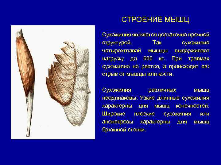 СТРОЕНИЕ МЫШЦ Сухожилия являются достаточно прочной структурой. Так сухожилие четырехглавой мышцы выдерживает нагрузку до