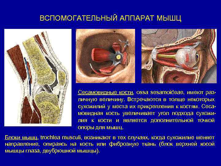 ВСПОМОГАТЕЛЬНЫЙ АППАРАТ МЫШЦ Сесамовидные кости, ossa sesamoideae, имеют различную величину. Встречаются в толще некоторых