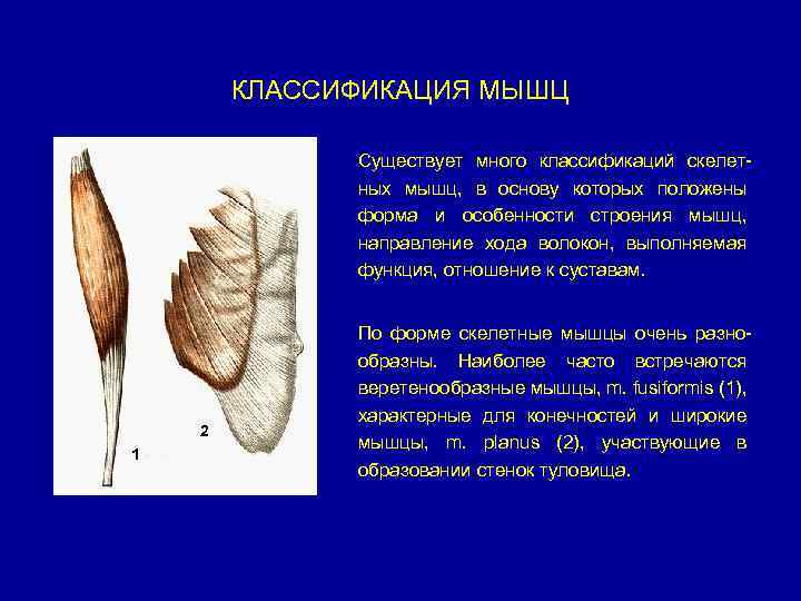 КЛАССИФИКАЦИЯ МЫШЦ Существует много классификаций скелетных мышц, в основу которых положены форма и особенности