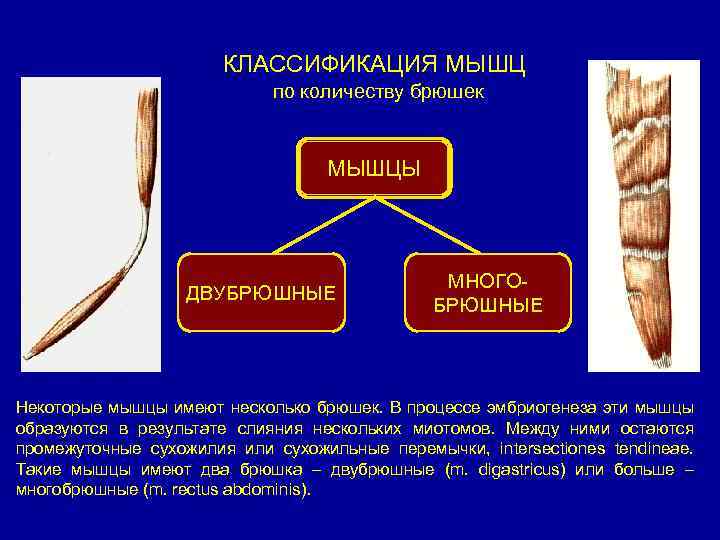 КЛАССИФИКАЦИЯ МЫШЦ по количеству брюшек МЫШЦЫ ДВУБРЮШНЫЕ МНОГОБРЮШНЫЕ Некоторые мышцы имеют несколько брюшек. В