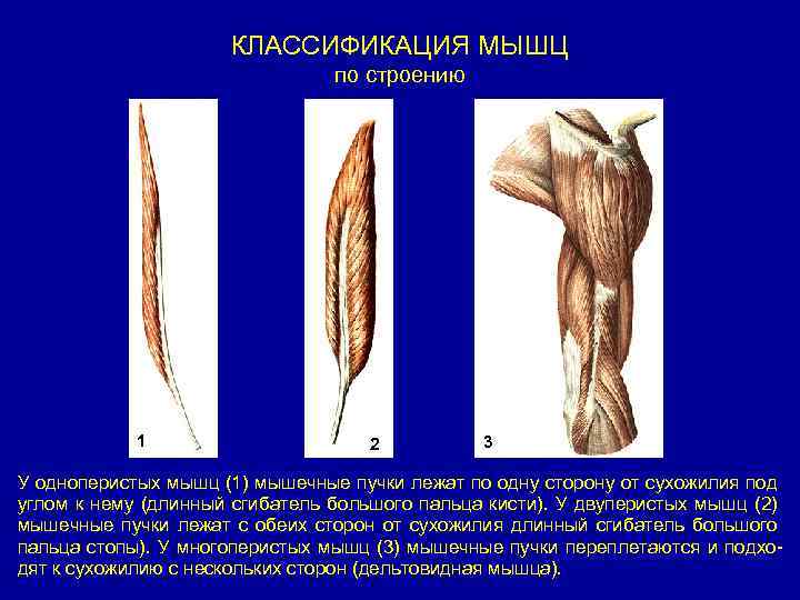 ОБЩАЯ МИОЛОГИЯ МЫШЕЧНАЯ СИСТЕМА Движения нашего тела