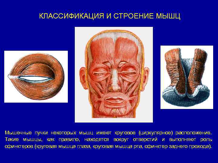 КЛАССИФИКАЦИЯ И СТРОЕНИЕ МЫШЦ Мышечные пучки некоторых мышц имеют круговое (циркулярное) расположение. Такие мышцы,