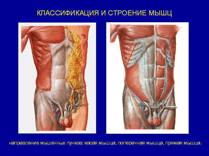 КЛАССИФИКАЦИЯ И СТРОЕНИЕ МЫШЦ направление мышечных пучков: косая мышца, поперечная мышца, прямая мышца. 