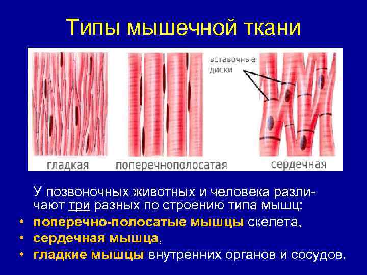 Типы мышечной ткани У позвоночных животных и человека различают три разных по строению типа