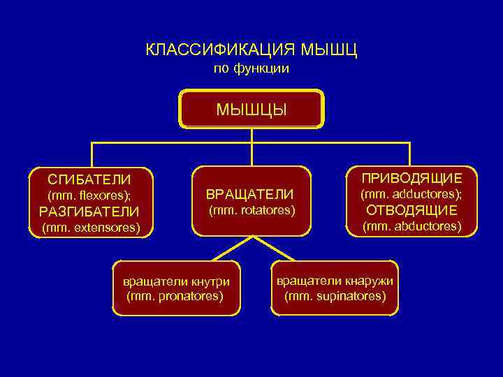 КЛАССИФИКАЦИЯ МЫШЦ по функции МЫШЦЫ СГИБАТЕЛИ ПРИВОДЯЩИЕ (mm. flexores); ВРАЩАТЕЛИ (mm. adductores); РАЗГИБАТЕЛИ (mm.