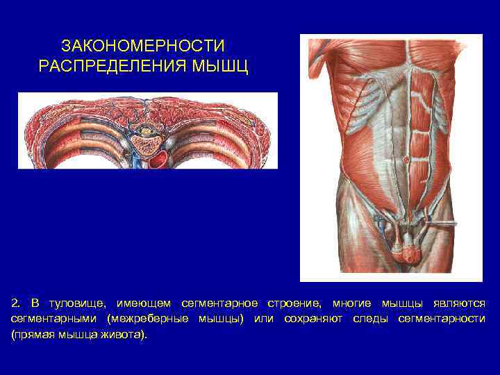 ЗАКОНОМЕРНОСТИ РАСПРЕДЕЛЕНИЯ МЫШЦ 2. В туловище, имеющем сегментарное строение, многие мышцы являются сегментарными (межреберные